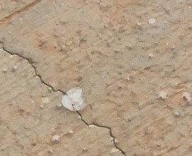 CAIU GELO: Chuva rápida com granizo surpreende moradores e assusta bairros de Porto Velho