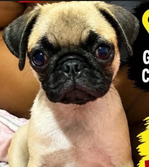 RECOMPENSA: Pug desaparece em Porto Velho