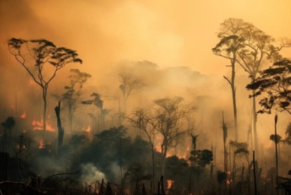 DESMATAMENTO: 130 mil hectares foram incendiados em fase que mais absorvem carbono