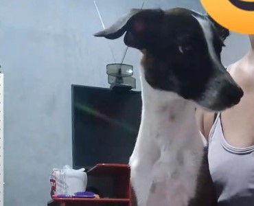 DESAPARECIDO: Thor desaparece no Costa e Silva e PVH