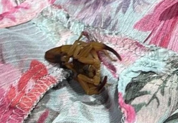 INESPERADO: Estudante é picada por escorpião em provador de loja de grife