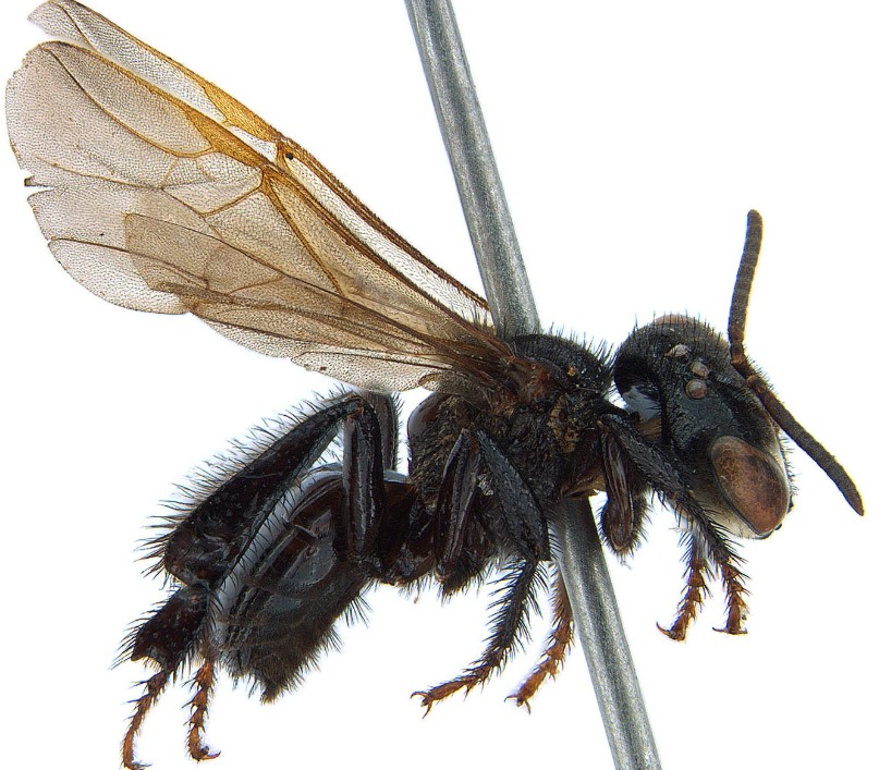 UNIR: Pesquisadores descobrem novas espécies de abelhas