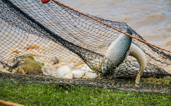 Rondônia mantém-se no ranking da produção de peixe