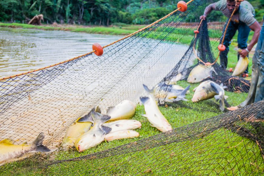 Produtores fazem despesca para abastecer o comércio durante feriado