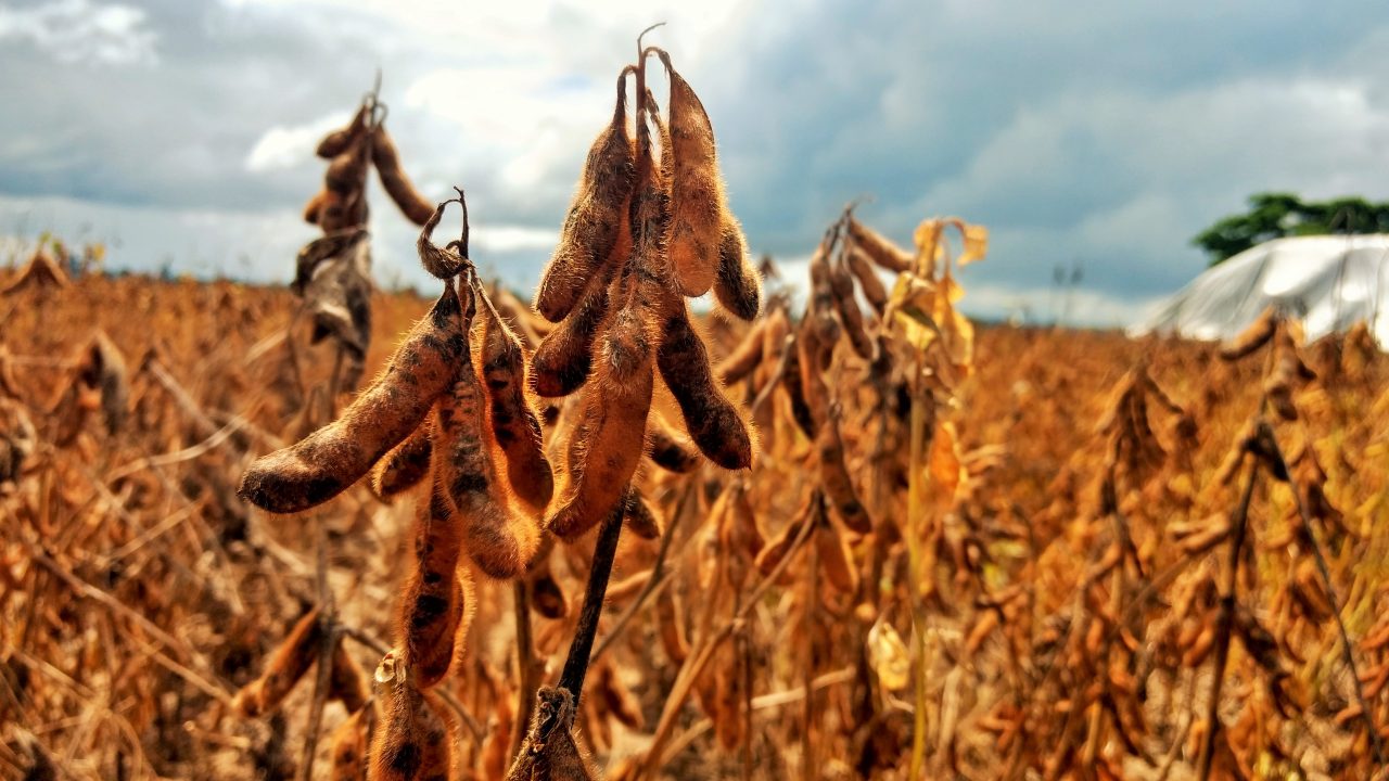 APÓS VAZIO SANITÁRIO: Cone Sul de RO pode começar plantio de soja nesta semana