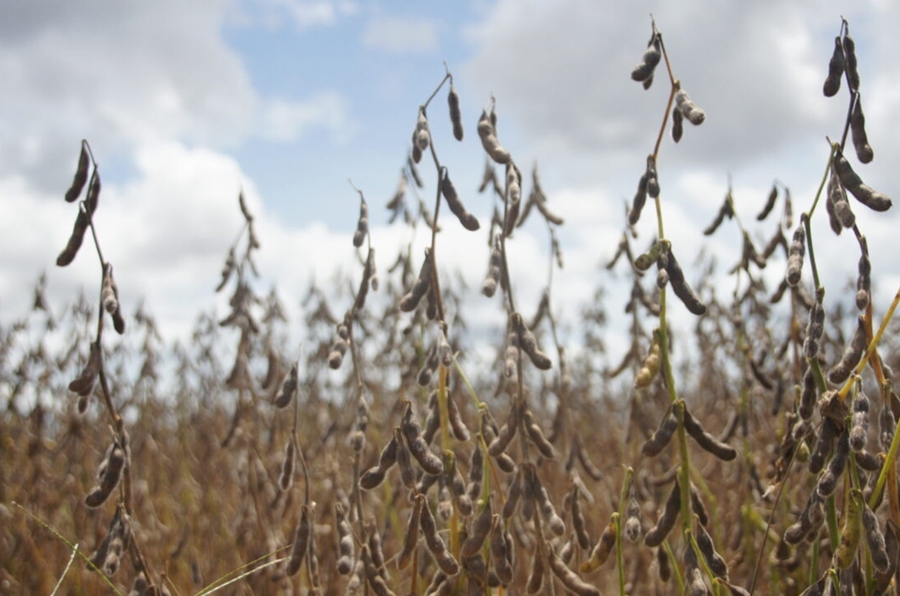 SOJICULTURA: Cresce o número de propriedades cadastradas para cultivo de soja em Rondônia