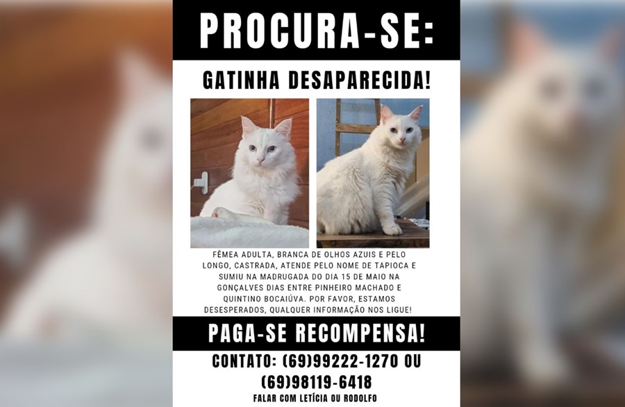 PROCURA-SE: Gatinha Tapioca desaparecida no centro, tem recompensa