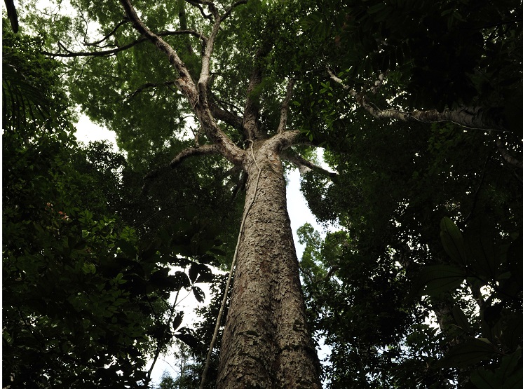 Turismo como instrumento para alcançar o Desenvolvimento Sustentável