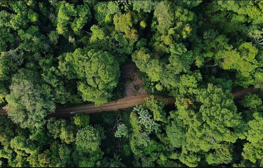  COMUNIDADE: Vídeo feito pela Embrapa mostra manejo florestal na Amazônia