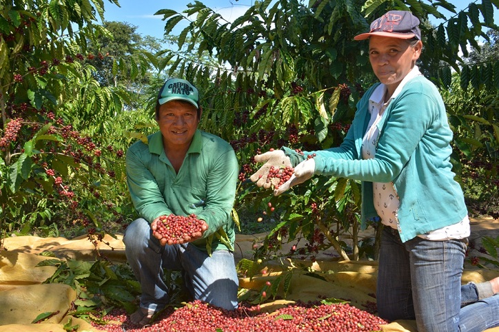 TECNOLOGIA: Pesquisa ajuda indígenas a produzir café com qualidade