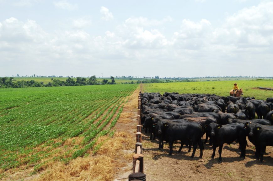 VBP RECORDE: Valor da Produção Agropecuária de Rondônia deve atingir R$ 10,2 bilhões