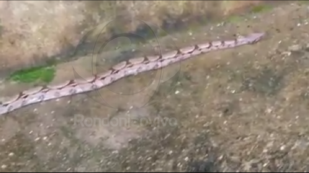 SUSTO: Moradora encontra cobra em residência na zona Sul