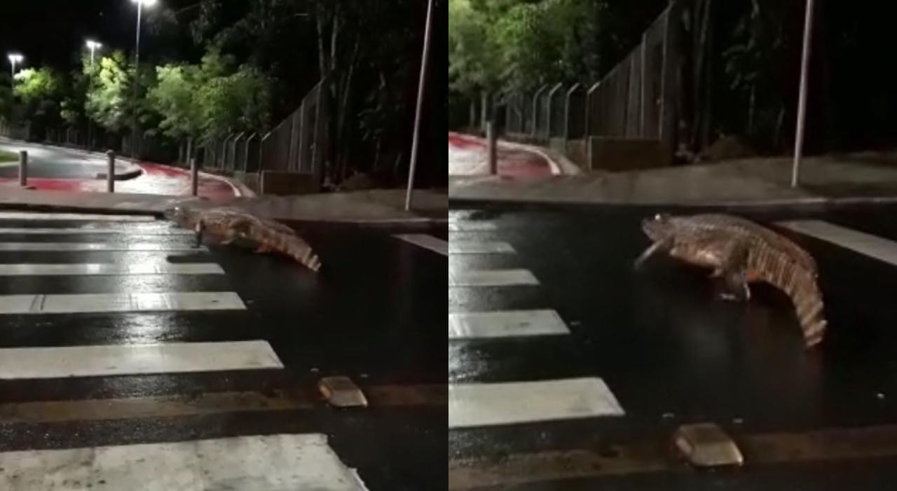 INUSITADO - VÍDEO: Jacaré é flagrado atravessando avenida; assista