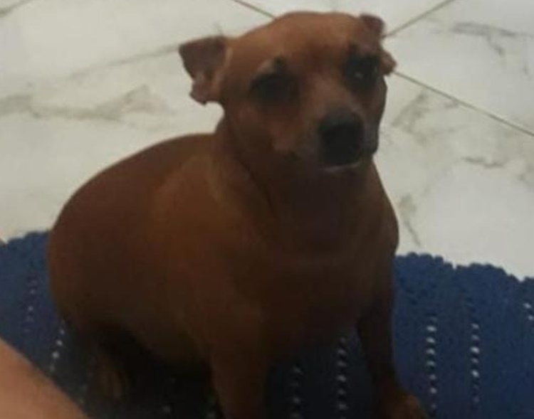 SHERA: Donos procuram por cachorra que sumiu no bairro Aponiã, em Porto Velho