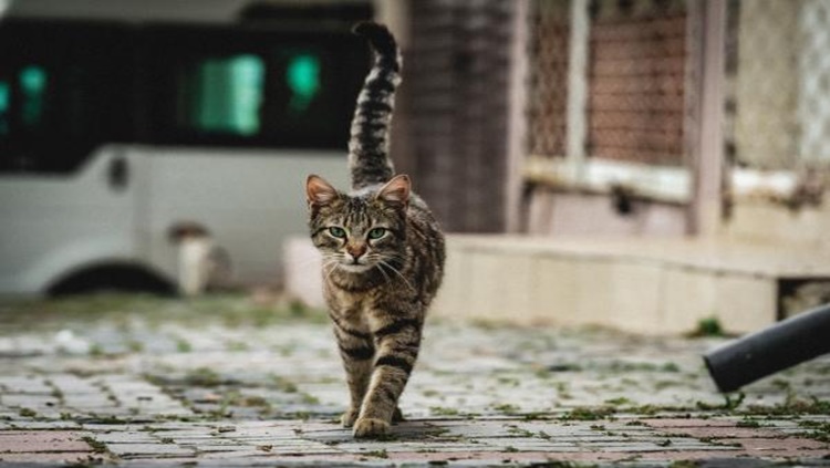 QUEDA BRUSCA: Motociclista fica banguela após acidente com gato em RO