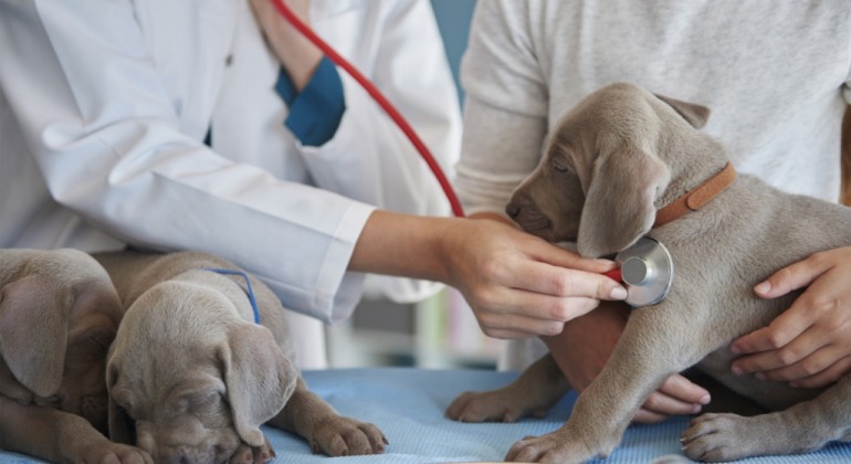 PROBLEMAS: Hospital Veterinário é fechado pela Prefeitura de Porto Velho