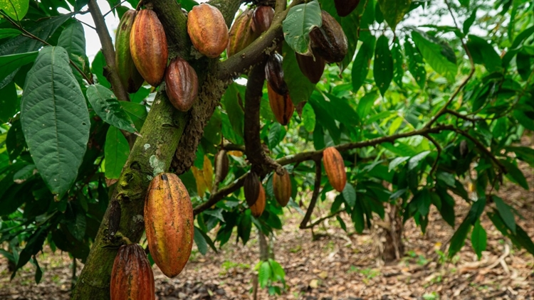 INOVAÇÃO: Projeto de RO para o cacau é escolhido para o Fórum Econômico Mundial