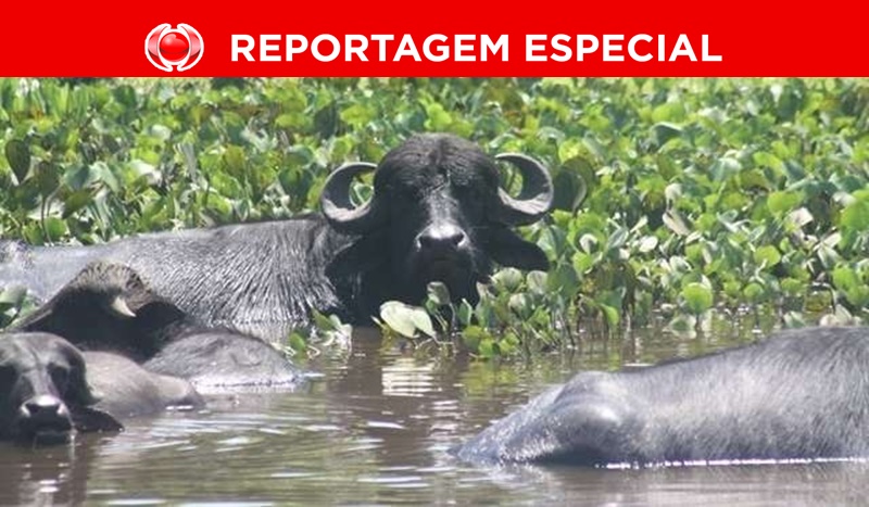 VALE DO GUAPORÉ: Búfalos selvagens continuam causando estragos na fauna e flora da região 
