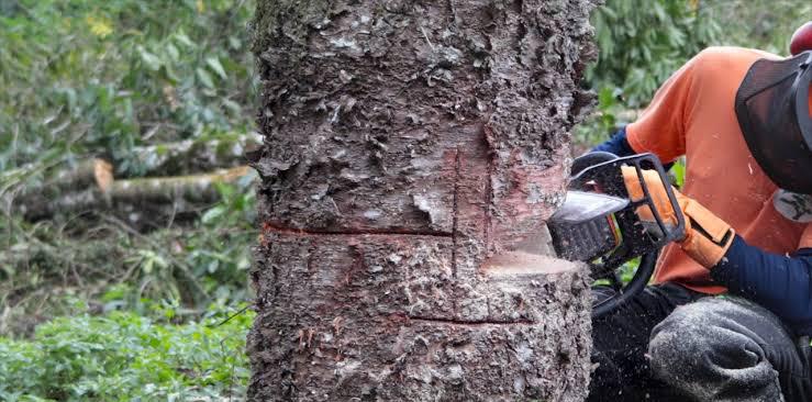 FATALIDADE: Homem morre ao ser atingido por árvore durante derrubada em fazenda