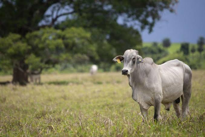 ATACADO: Vaqueiro morre após ser pisoteado por boi dentro de fazenda