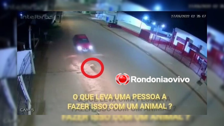 CRUELDADE: Motorista passa com carro por cima de cachorro em Guajará-Mirim