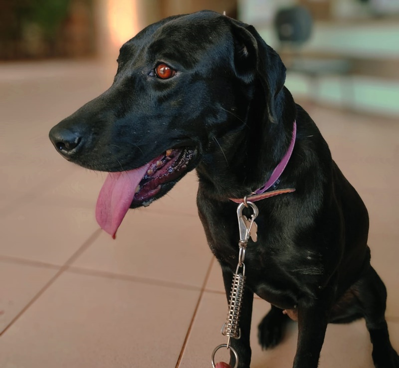 PANDORA: Cachorra da raça labrador some e donos estão à procura
