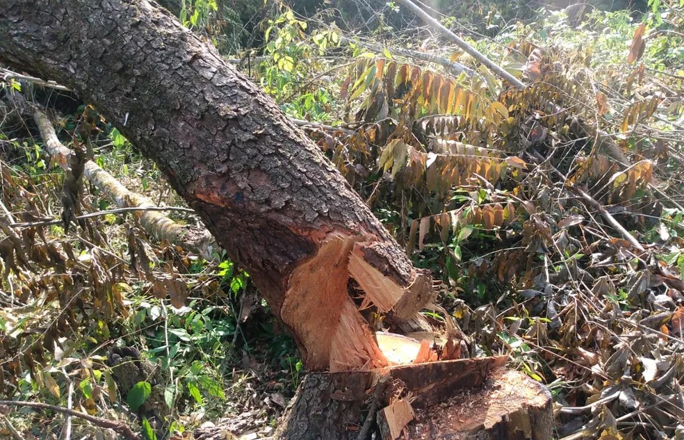 FATALIDADE: Mais um trabalhador morre enquanto derrubava árvores em RO