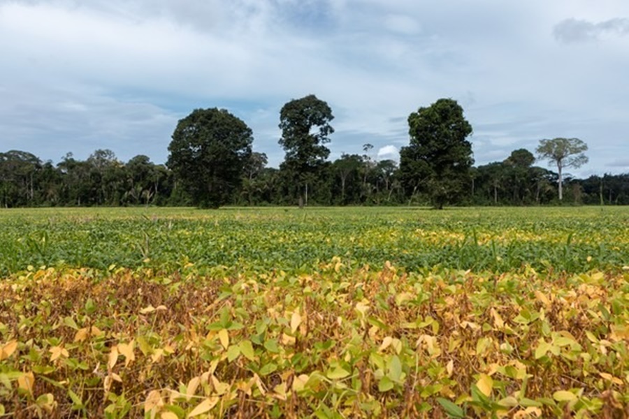 NATUREZA: Por que a verdadeira defesa da agricultura brasileira é a conservação