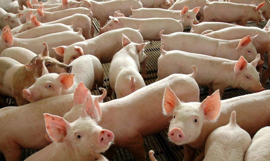 PORK 20: Maior evento mundial sobre criação de porco começa dia 26