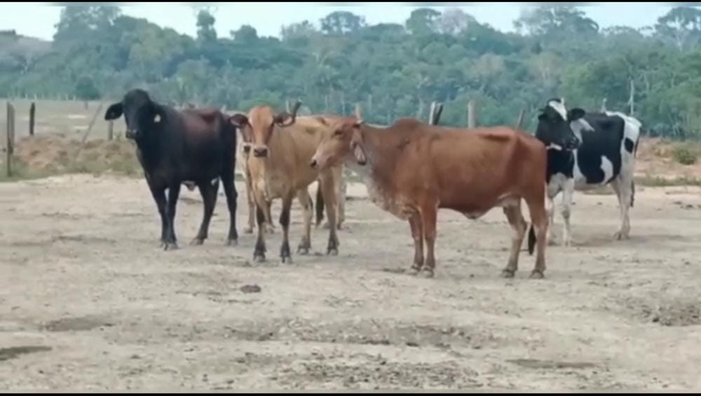 VÍDEO: Bandidos furtam 11 vacas em fazenda e dono pede providência das autoridades