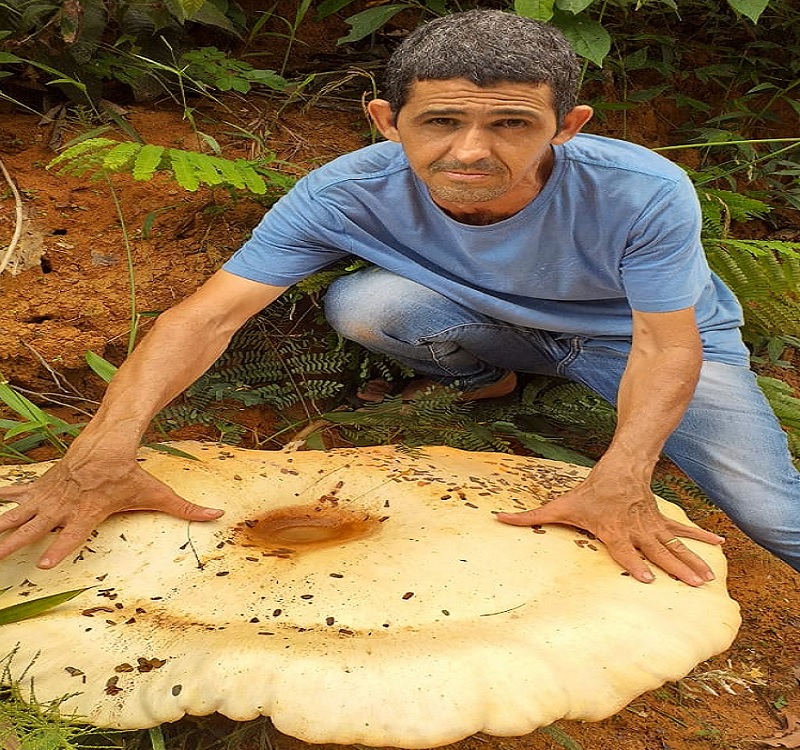 FENÔMENO: Cogumelos gigantes são encontrados na divisa entre Rondônia e Mato Grosso