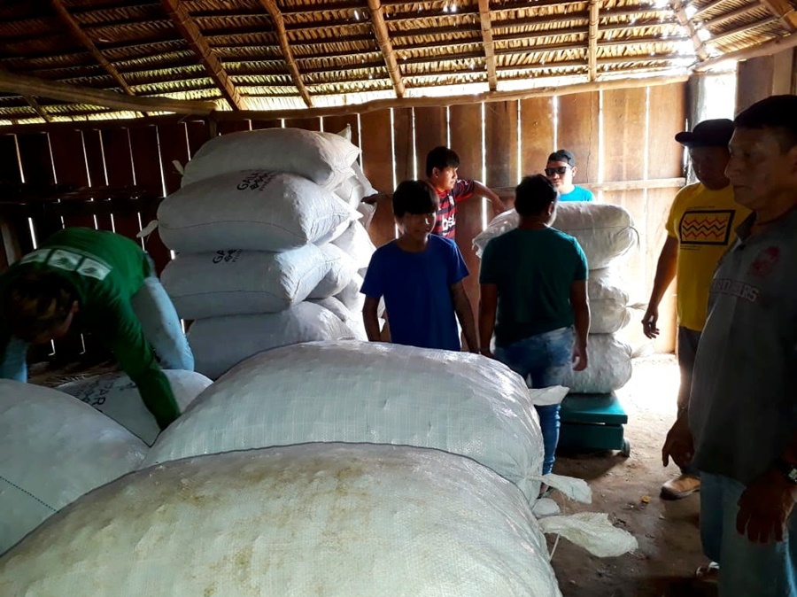 ALTERNATIVA: Indígenas da etnia Zoró coletam 120 toneladas de castanha-do-Brasil