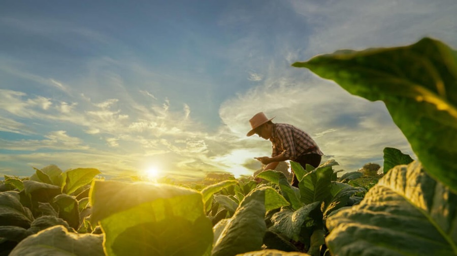 34 ANOS: Valor da Produção Agropecuária para 2023 tem o melhor resultado 