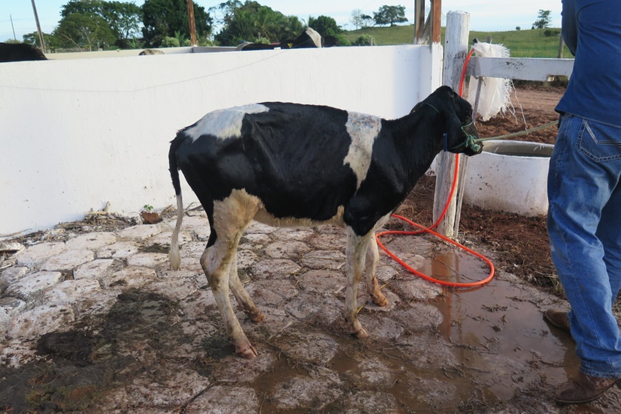 35ª EXPOCOL: Julgamento de gado leiteiro é a grande atração da abertura do 3° dia