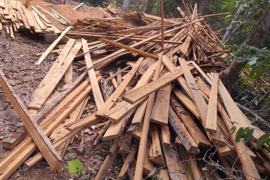 HYDRA: PF realiza operação em combate à extração ilegal de madeira em terra indígena