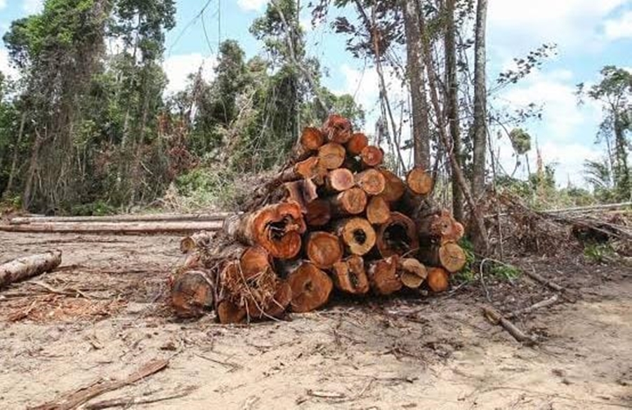 TRÁGICO: Trabalhador morre enquanto derrubava árvores nos fundos de fazenda