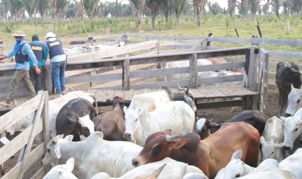 GUAJARÁ-MIRIM: Operação em parque estadual retira 2 mil cabeças de gado e 100 barracos