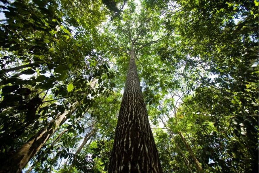DIA DA AMAZÔNIA: Energisa reforça seu compromisso com a redução de gases poluentes