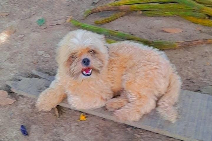 'DOMITILA': Procura-se cadela Shih-tzu que sumiu no bairro Lagoa