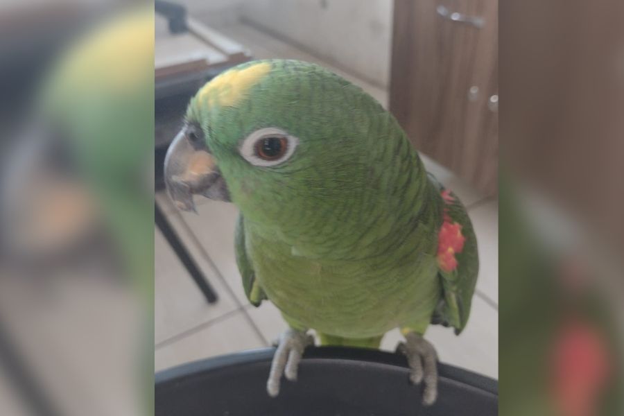 EM PORTO VELHO: Papagaio aparece em condomínio e síndica quer encontrar donos