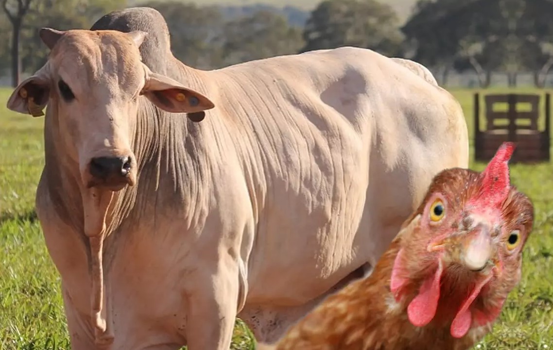 MAIS QUE GENTE: Porto Velho tem mais de 2 milhões de cabeças de gado e galinhas