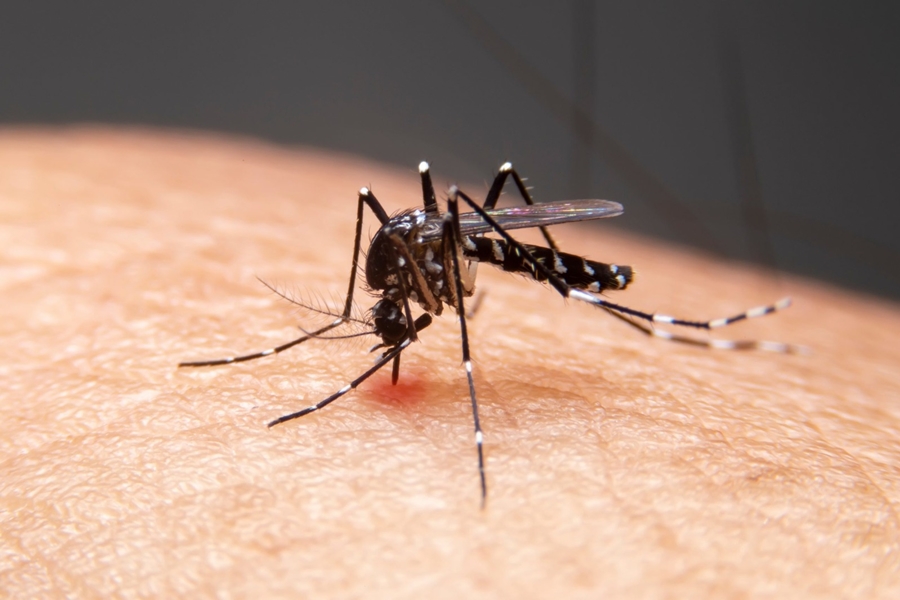 MOSQUITO: Mortes por dengue em 2023 batem recorde no Brasil e a previsão é de mais casos