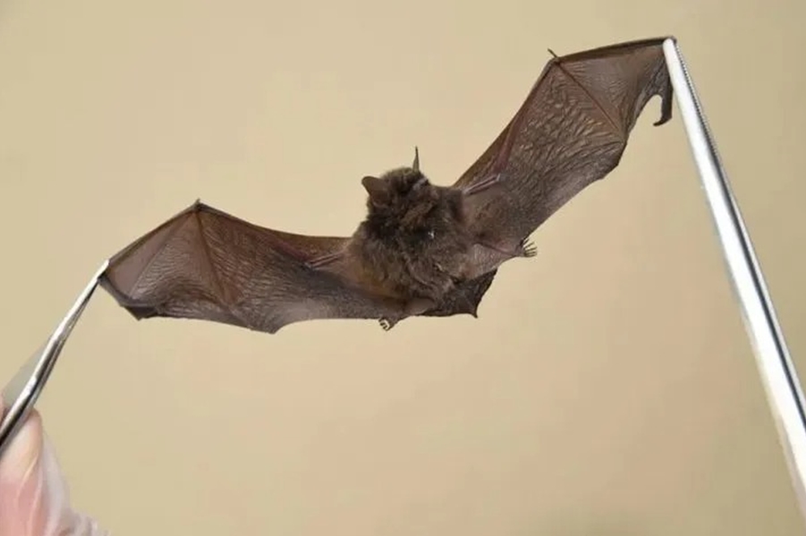 VÍRUS: Caso de raiva em morcego é confirmado em Cacoal