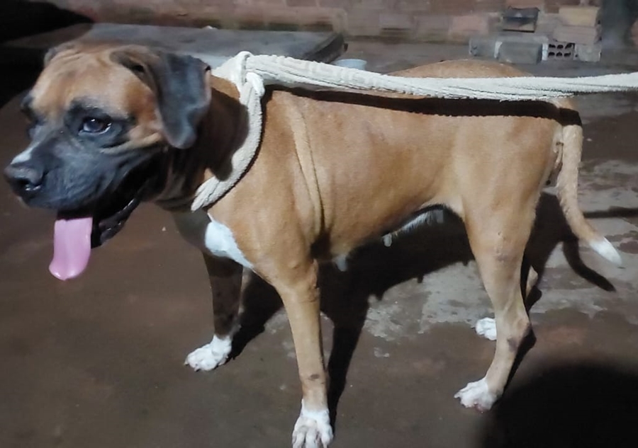 PODE AJUDAR?: Cadela Boxer perdida no bairro Cuniã em Porto Velho