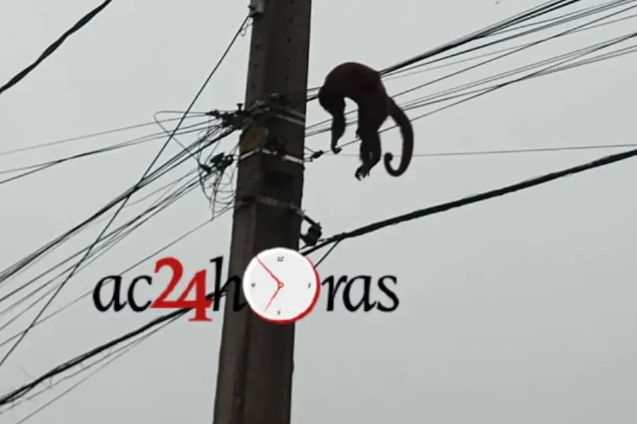 NA FIAÇÃO: Macaco morre eletrocutado e deixa moradores sem energia