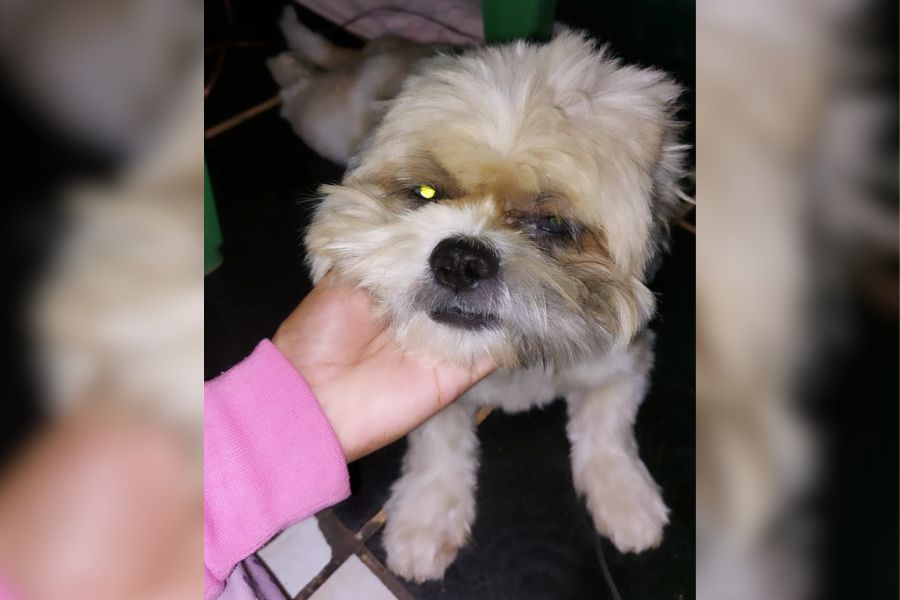 É SEU?: Cachorro perdido é encontrado no bairro Aponiã em Porto Velho