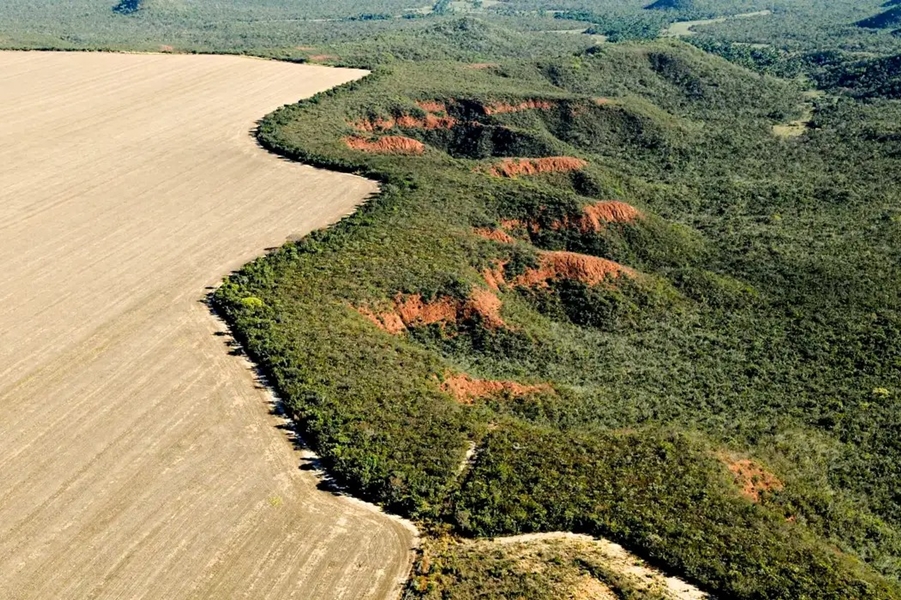 NATUREZA: Área desmatada no Brasil em 2023 cai 11,6%, indica MapBiomas
