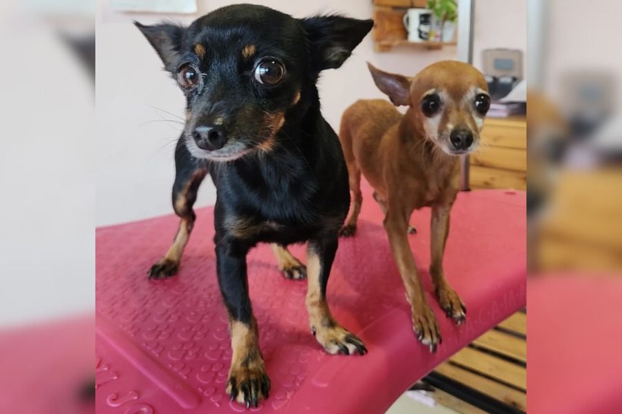 SÃO SUAS?: Cachorrinhas perdidas procuram por dono em Porto Velho