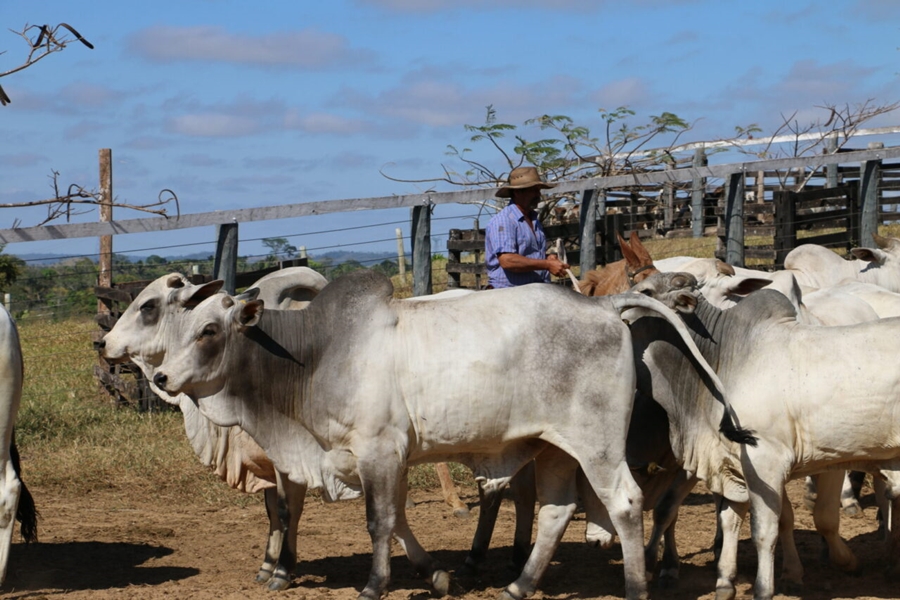 DIA DO PECUARISTA: Marcos Rocha celebra qualidade e competitividade da carne bovina de Rondônia