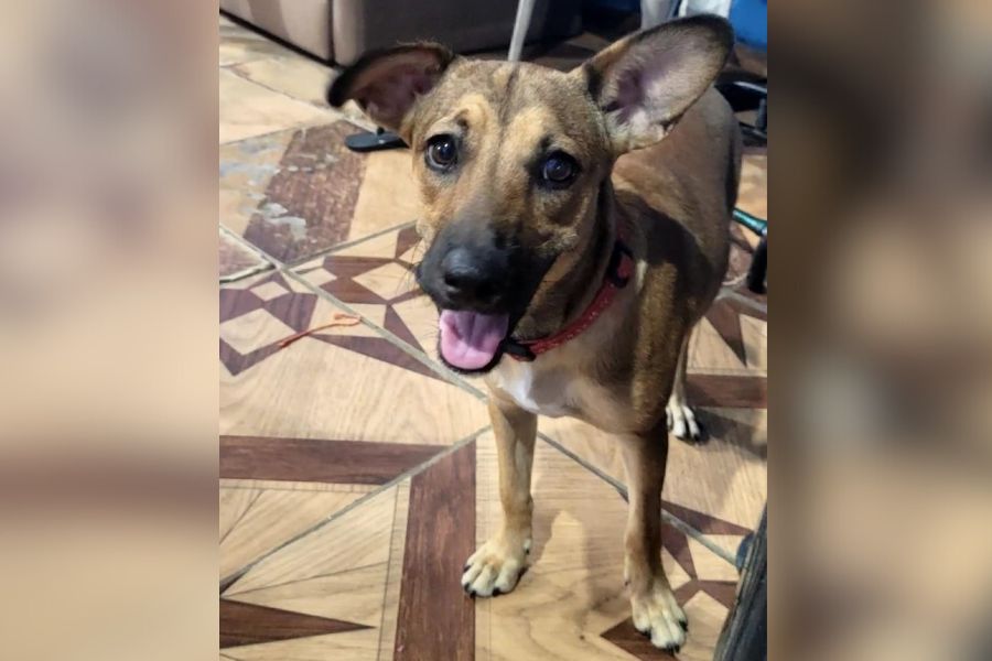 PROCURA-SE: Tutores buscam por cadela caramelo perdida em Porto Velho